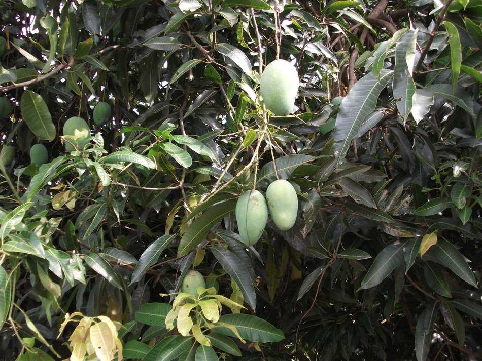 25 тропических фруктов, которые обязательно нужно попробовать в азии