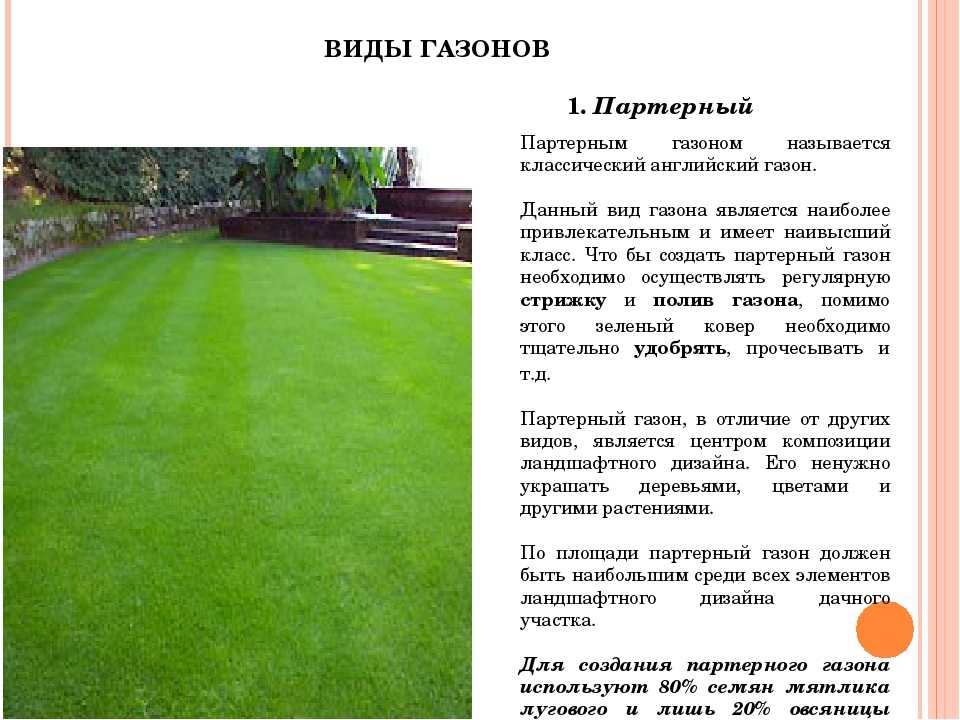 Газонная трава фото с названиями и описанием