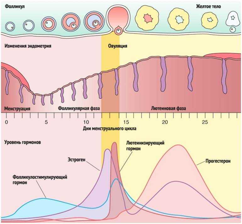 Как вычислить длину менструального цикла Рассчитать свой менструальный цикл — не сложная задача, но важная: эта информация может много рассказать о вашем организме По количеству дней между менструациями можно определить готовность к