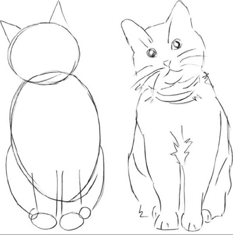 Как красиво рисовать котиков. Рисунки для начинающих. Поэтапное рисование кошки. Схема рисования кошки. Кошка рисунок карандашом.