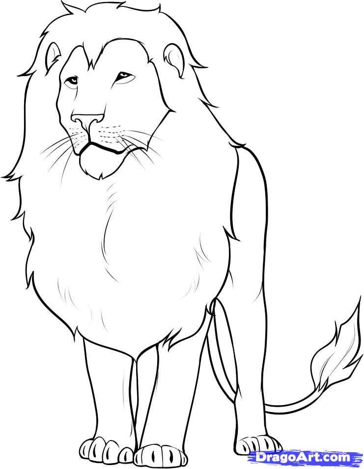 Как нарисовать льва  поэтапно 8 уроков
