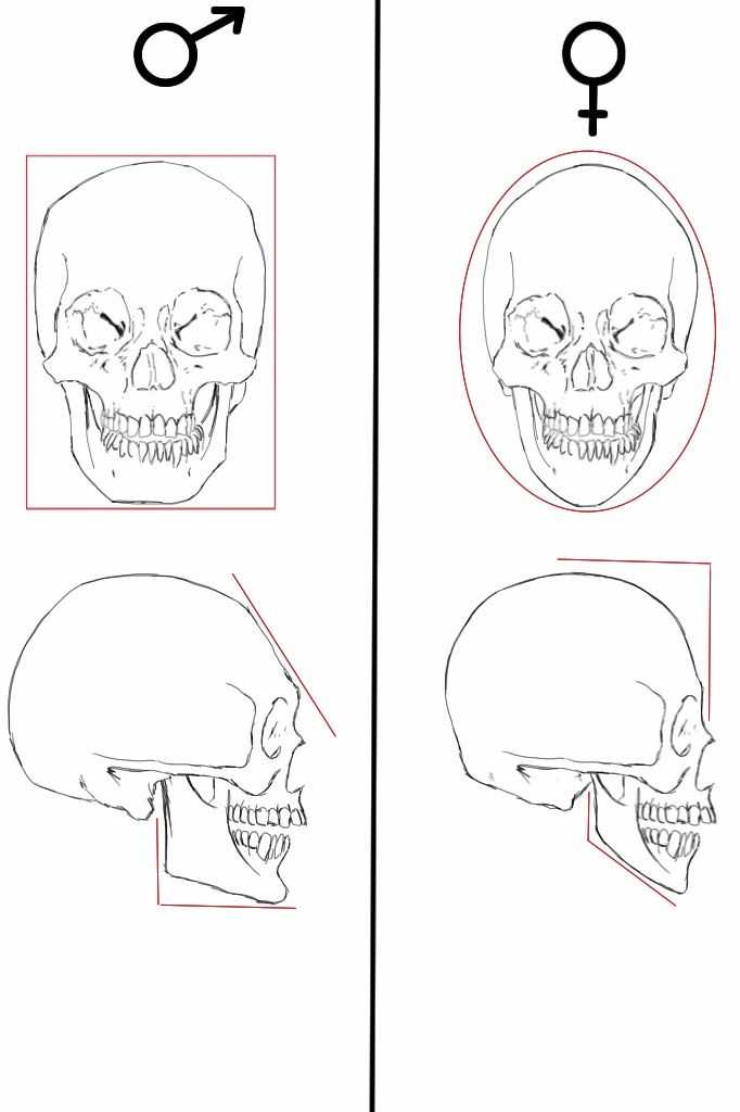 Как нарисовать череп карандашом поэтапно для начинающих