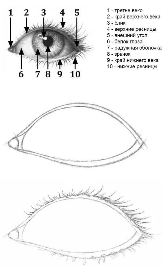 Как нарисовать глаза аниме поэтапно карандашом. топ вариантов для начинающих