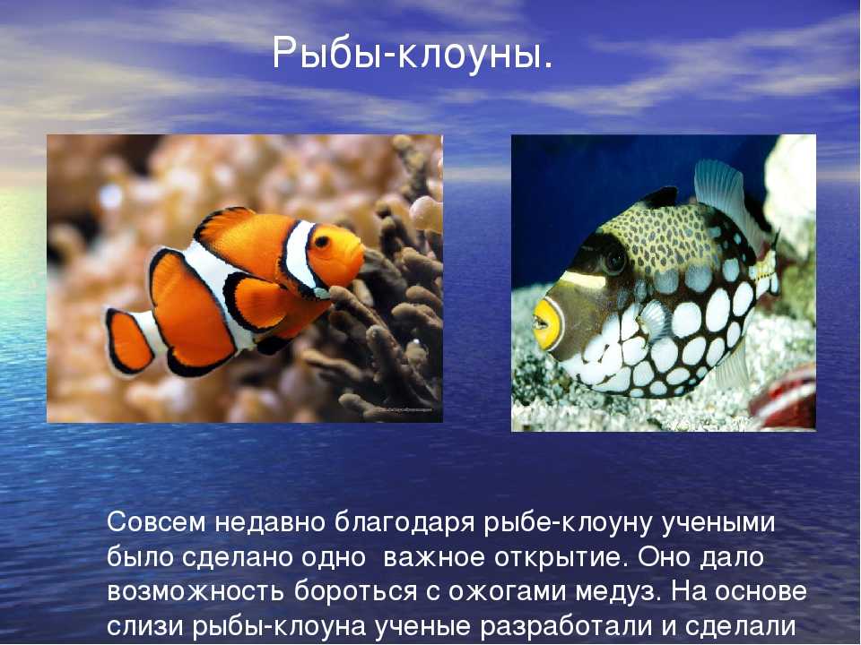 Рыба-клоун: описание вида, где живёт, чем питается и условия содержания её в аквариуме