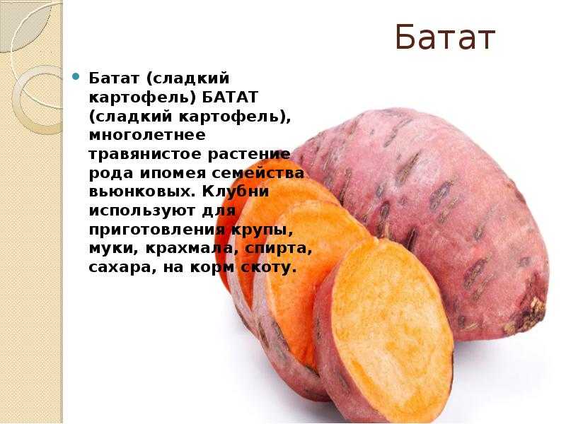Секреты выращивания сладкого картофеля - батата в средней полосе на supersadovnik.ru