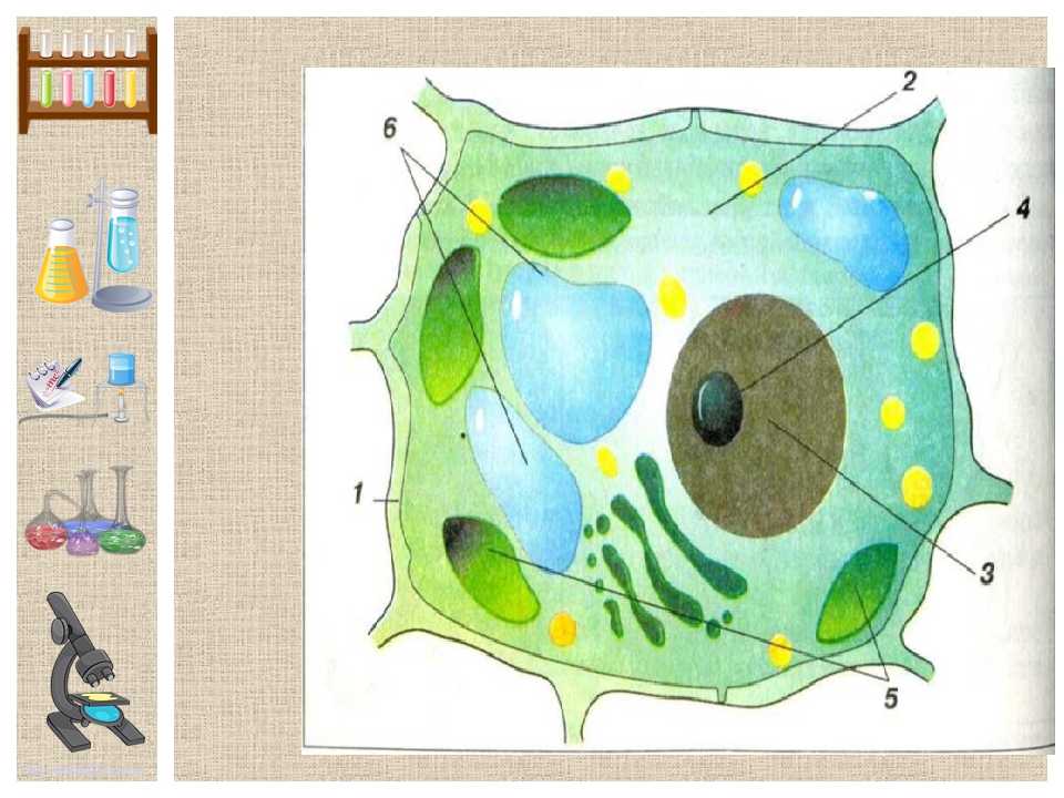 Как нарисовать животную клетку Клетки являются одними из самых важных строительных кирпичиков живой материи Из них состоят как одноклеточные, так и многоклеточные живые организмы При этом животные клетки определенным образом отличаются