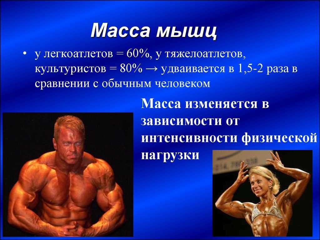 Вес мышц в теле человека. Вес мышечной массы. Масса мышц человека. Масса человека в мышах. Мускулатура спортсменов.