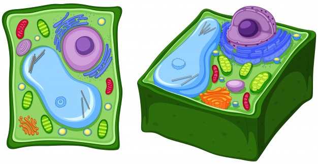 Клеточное строение организмов