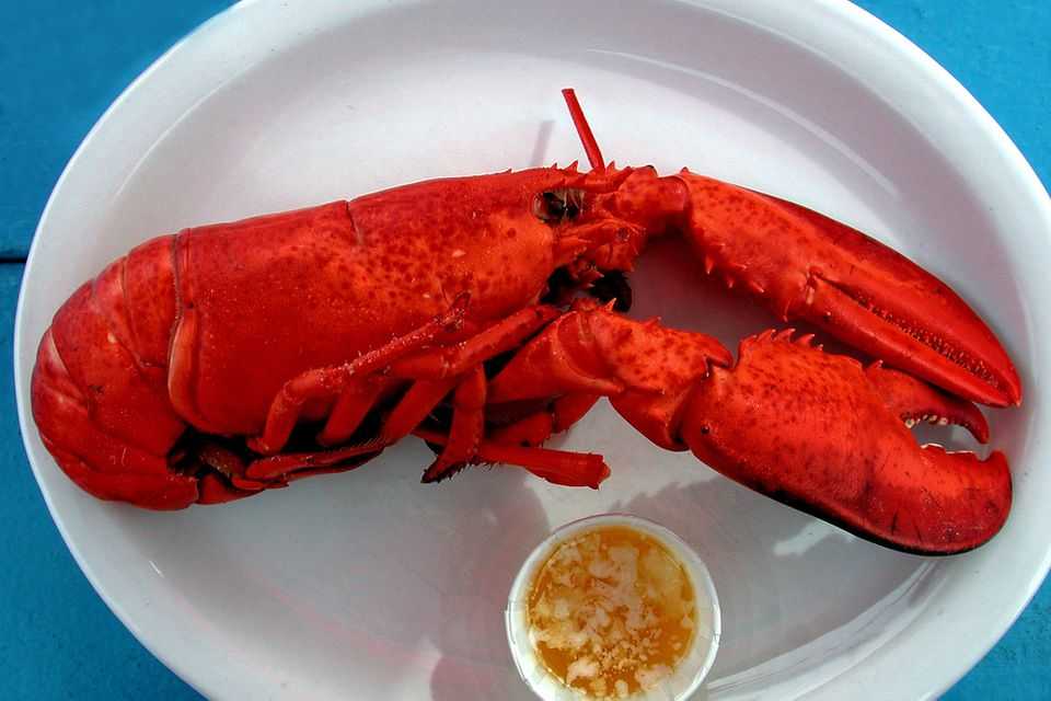 Лобстер: полезные свойства и калорийность | food and health