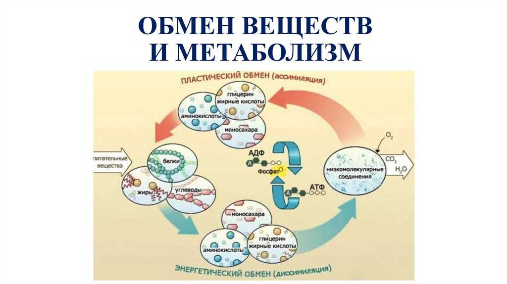 Работа метаболизм. Обмен веществ. Обмен веществ метаболизм. Обменные процессы в организме. Схема обмена веществ в организме.