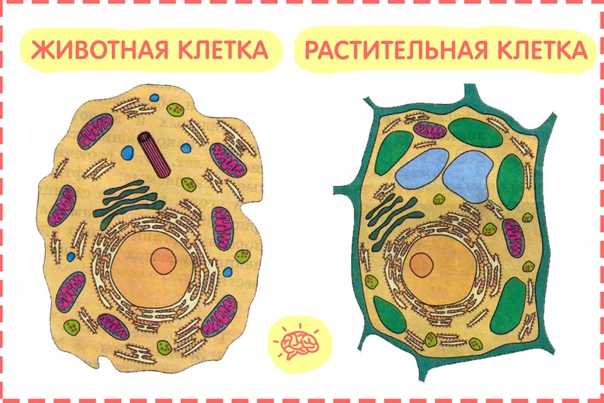 Графические рисунки по клеточкам: образцы графических рисунков. простые схемы создания рисунков по клеточкам для детей с фото-обзорах