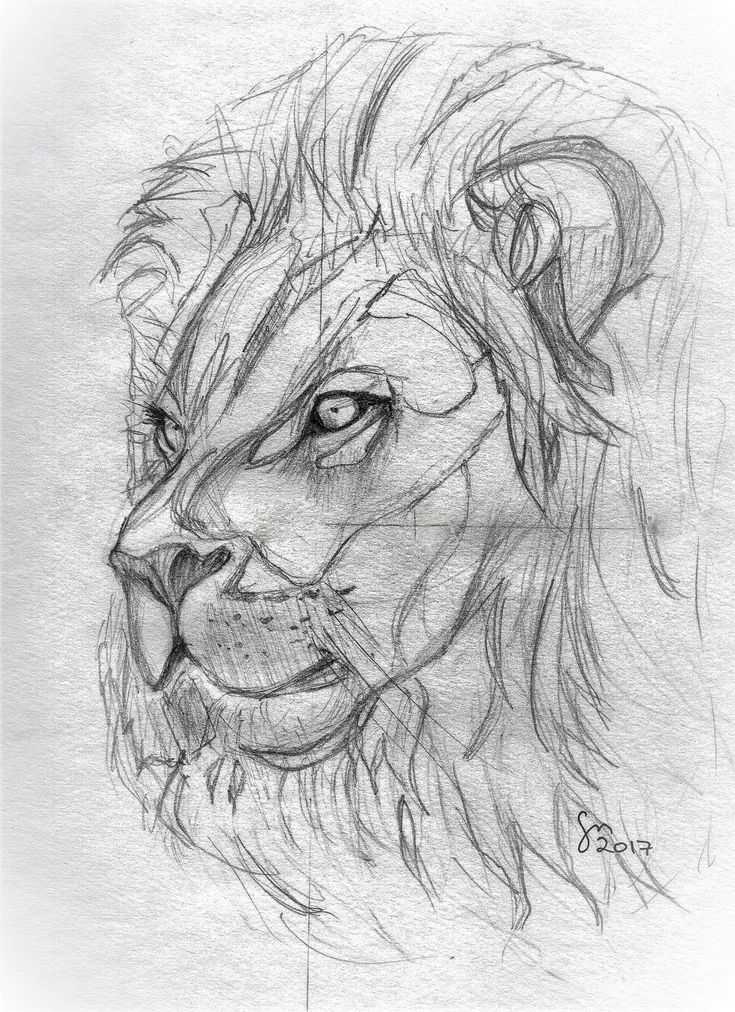 Как нарисовать льва карандашом и красками: поэтапные инструкции для детей и начинающих