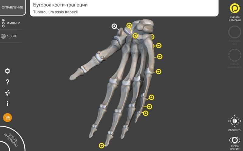 Как сделать бумажную модель человеческого скелета