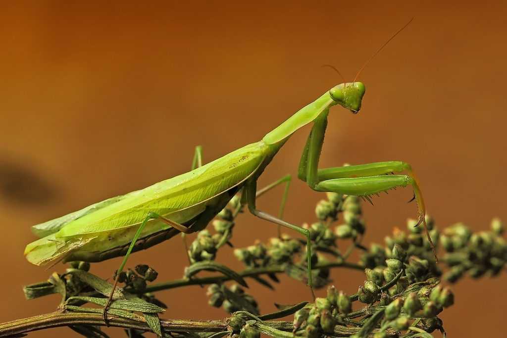 Богомол обыкновенный насекомые. Богомол Mantis. Богомол Mantis religiosa самка. Богомол обыкновенный Mantis religiosa самец.