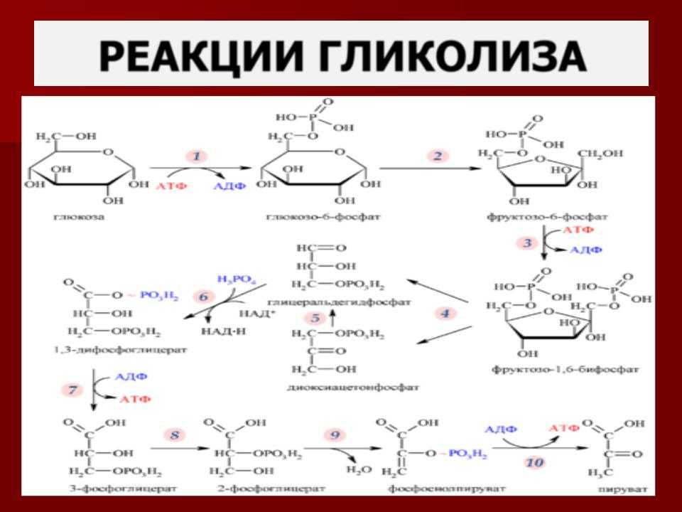 Основной обмен веществ (базальный метаболизм): подробная инструкция и формула расчета