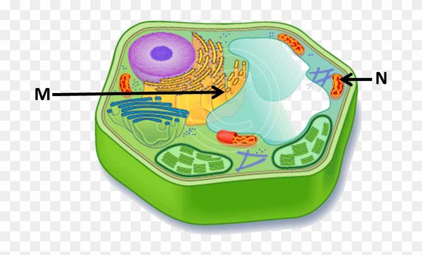 Конспект "клеточное строение организмов" - учительpro