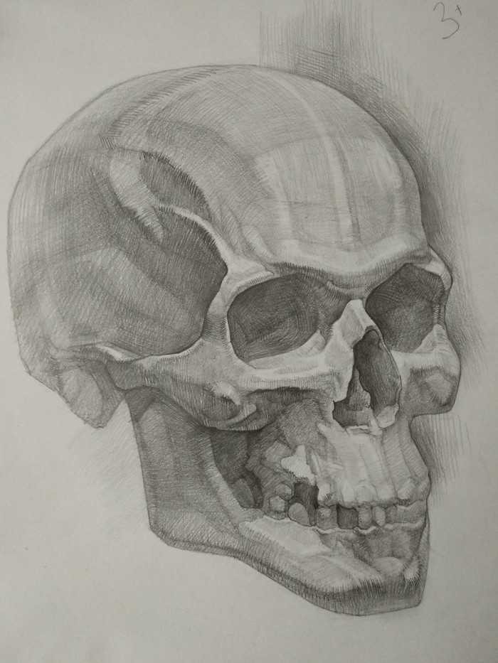 Как нарисовать череп: поэтапные мастер-классы рисования в разных техниках и положениях