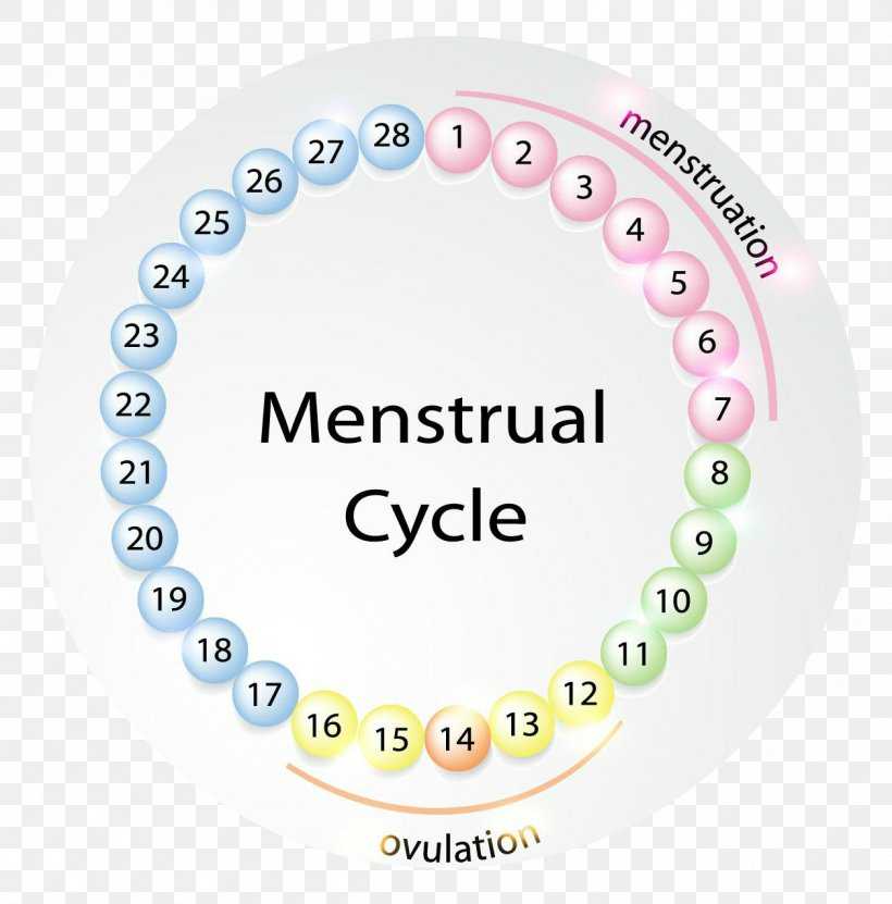 Менструальные циклы и овуляция