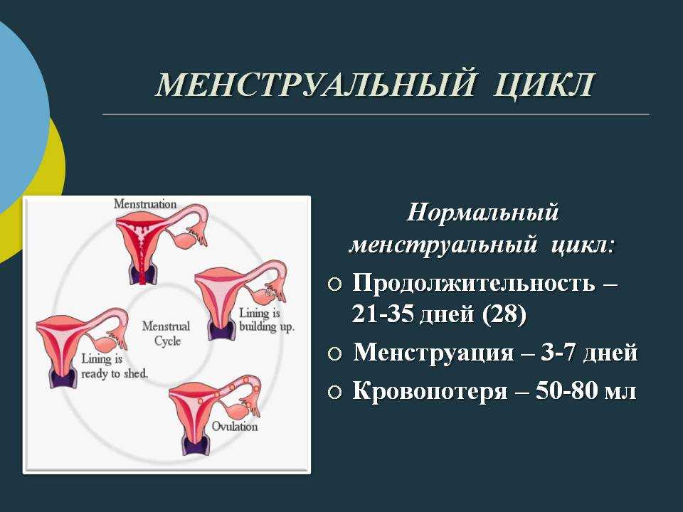 Менструальный цикл и зачатие