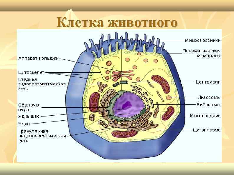 Графический диктант по клеточкам для 1 класса: 32 шаблона | detkisemya.ru