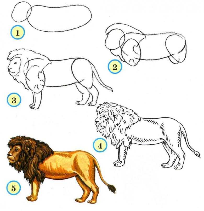 Как нарисовать льва карандашом поэтапно: мастер-классы для начинающих. как нарисовать льва поэтапно карандашом - легкие поэтапные мастер-классы для детей
