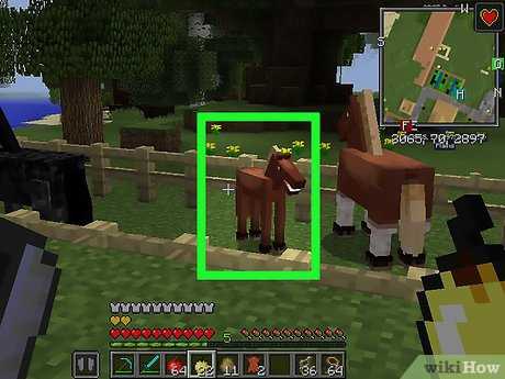 Terrafirmacraft/животноводство — minecraft wiki