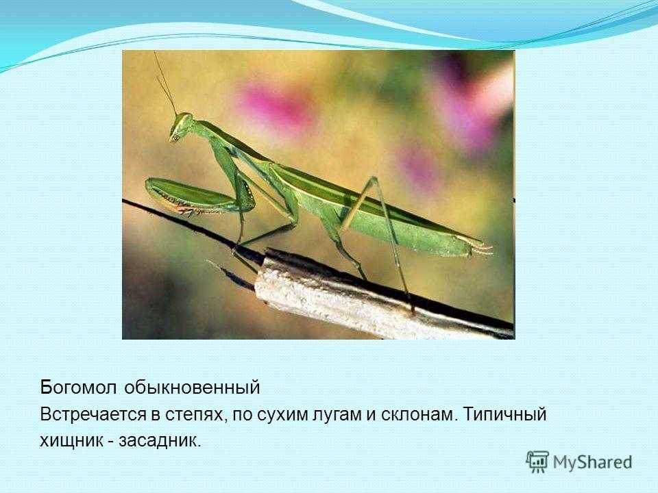 Как нарисовать мандалу. поэтапный урок для начинающих
