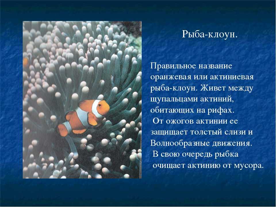 Рыба-клоун. аквариумное содержание