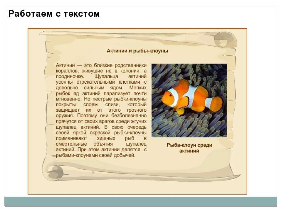 Рыба-клоун. описание, особенности, виды, образ жизни и среда обитания рыбы-клоун | живность.ру