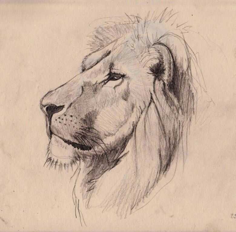 Как нарисовать льва карандашом поэтапно для начинающих легко и красиво