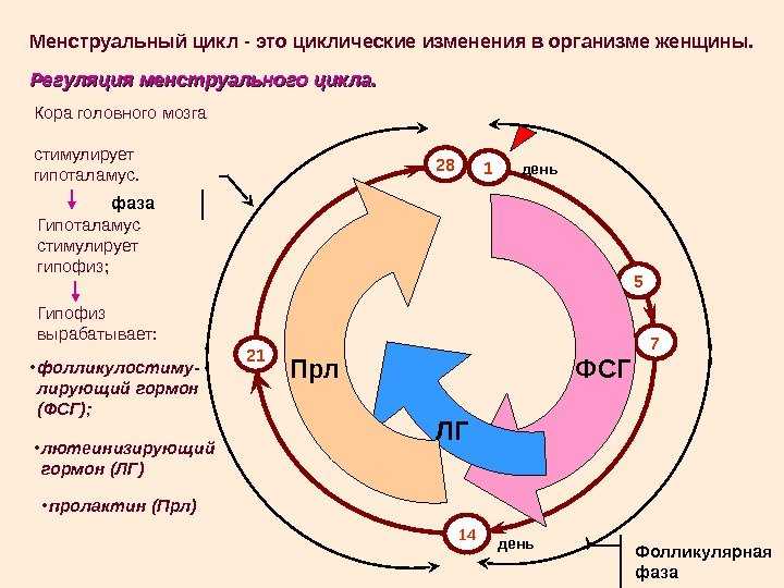Менструальный цикл, менструация, овуляция