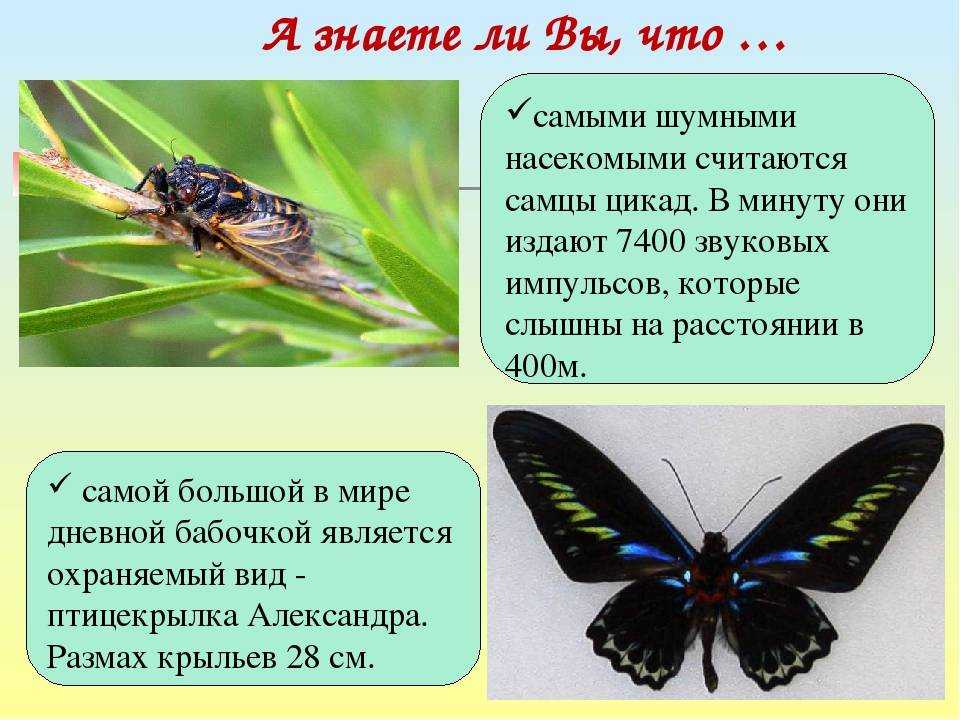 Проект о насекомых