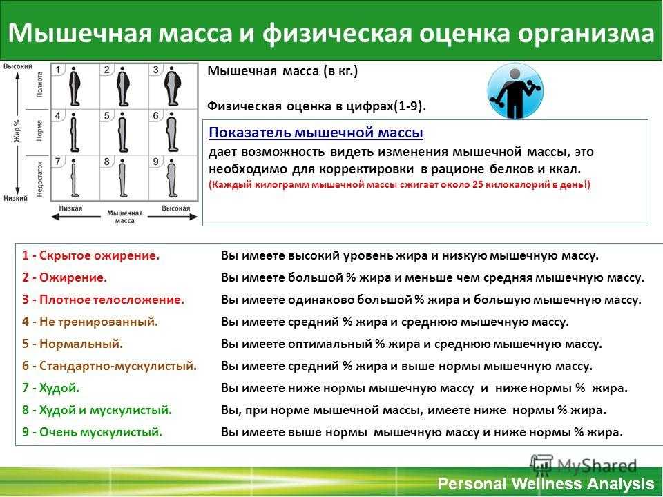 Вес мышц. Мышечная масса и физическая оценка организма. Норма мышечной массы в организме. Мышечная масса норма. Физический Тип человека.