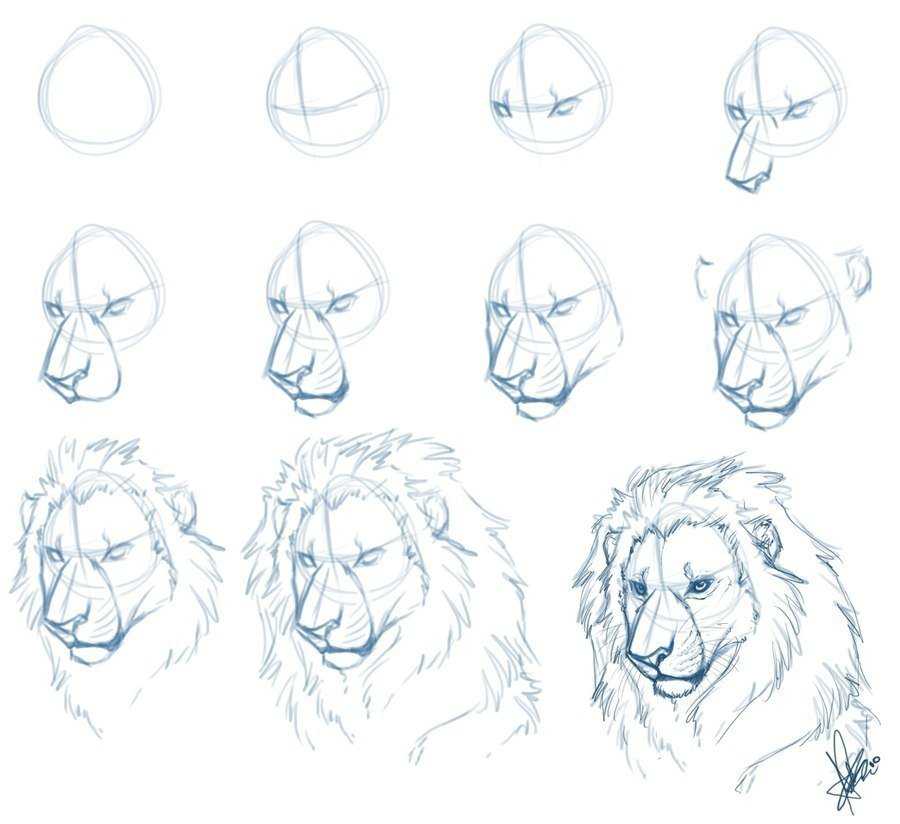 Как нарисовать льва поэтапно легко и просто — простые схемы