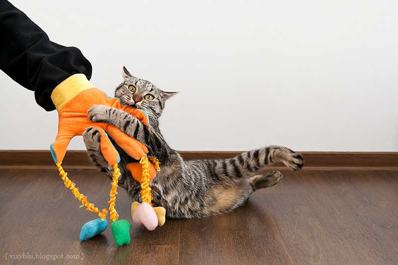 Резиновая рука для кота. Игрушки для котов. Игрушка кот. Игрушка «котенок». Игрушка для кота своими руками.