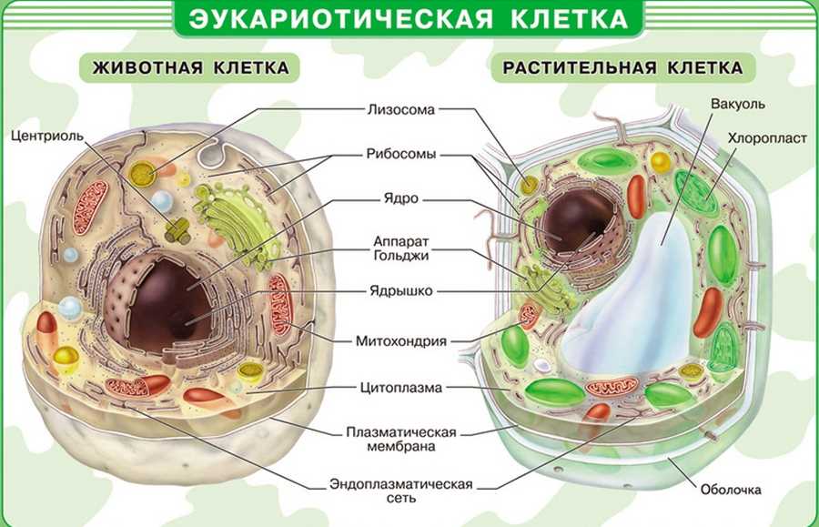 Строение клетки человека в картинках