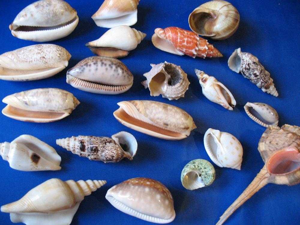 Ракушки морские съедобные фото и названия
