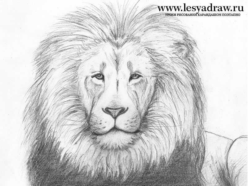 Как нарисовать льва ? карандашом