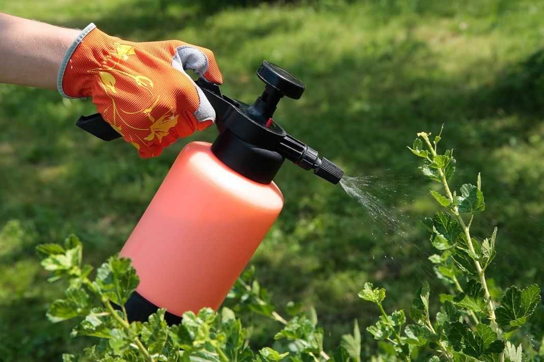 Что не любят мухи: репеллентные растения, эфирные масла и биологические враги насекомых